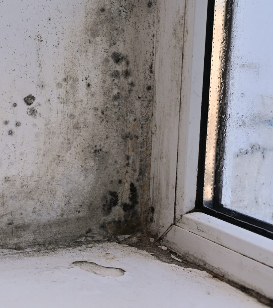 Mold grows in the corner of a windowsill.